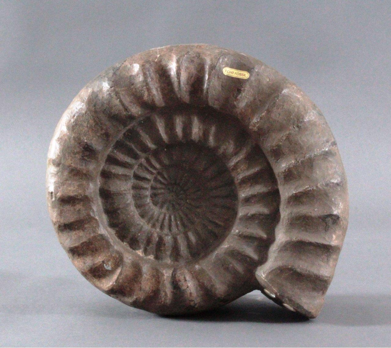 Sehr großer Ammonit, Durchmesser 33 cm, Museal, Arietites Badisches
